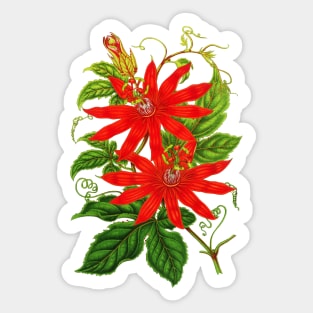 Passiflora vitifolia - Botanical Illustration Sticker